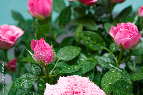 Valokuva Bushy beautiful pale pink rose with dew drops on a light blue background