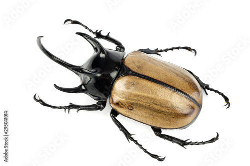 Foto Stag beetle isolated on white background.