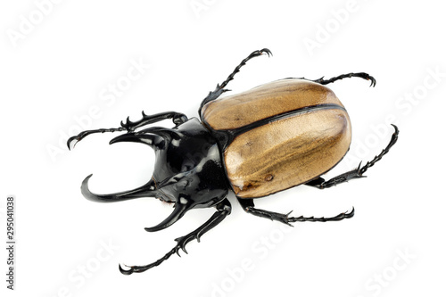Fotomurale Stag beetle isolated on white background.