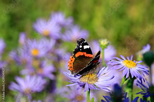 Red Admiral Butterfly Feeding on New York Aster