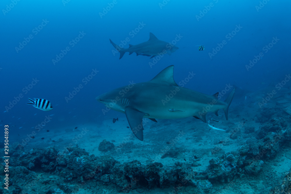 Bull Shark, Carcharhinus leucas in deep blue ocean Bull Shark, Carcharhinus leucas in deep blue ocean