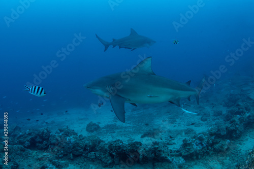 Bull Shark  Carcharhinus leucas in deep blue ocean
