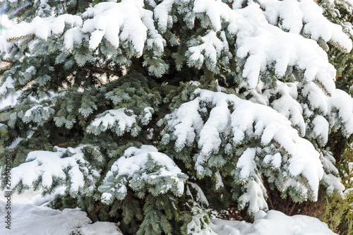 Winter Christmas landscape with blue spruce branches and blue sky.