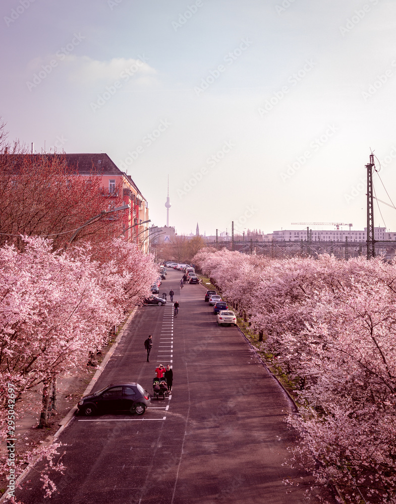 Obraz premium Kirschblüten in Berlin