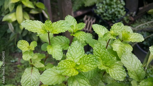 cabbage in the garden