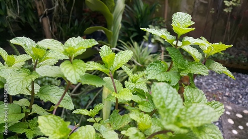 plants in the garden