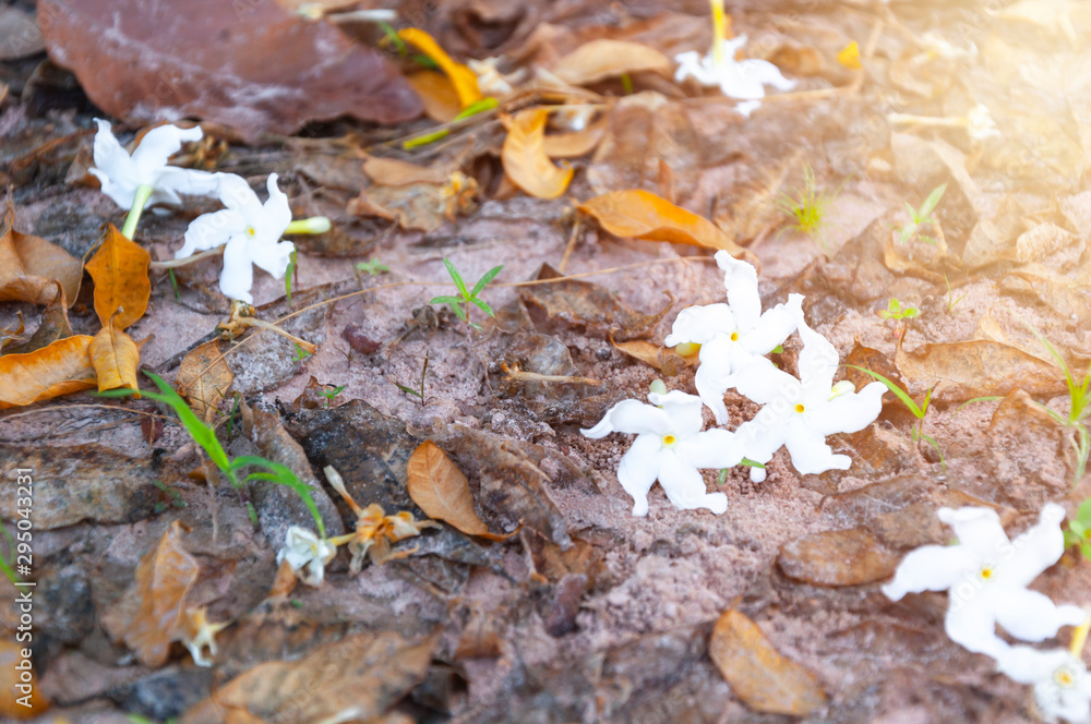 White flowers fill the ground with sunlight. White flowers fill the ground with sunlight.