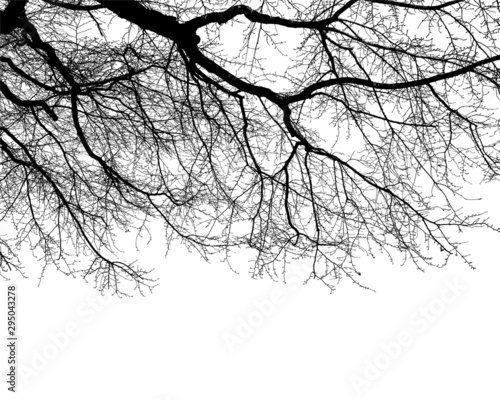 branches silhouette and isolated on white background, uprisen angle : vector file