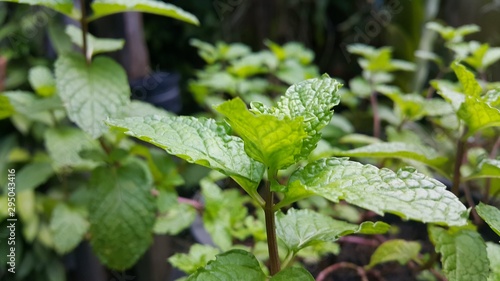 fresh mint in the garden