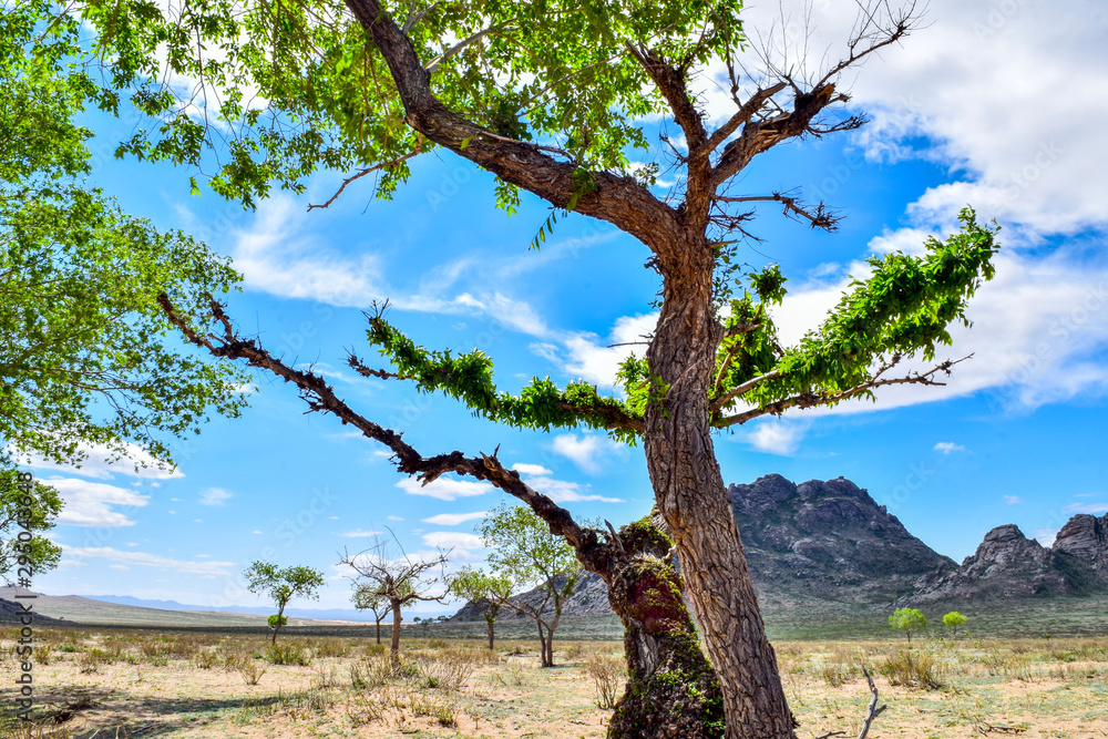 Obraz premium Mongolian landscape