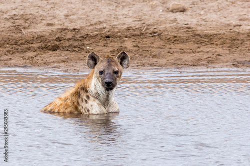 Innocent looking hyena in a waterhole  Etosha  Namibia  Africa
