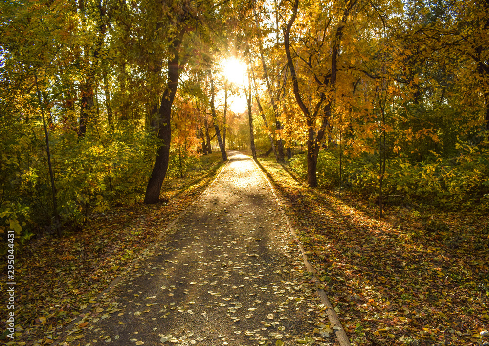 Beautiful autumn landscape. Road in the park is strewn with leaves. Bright sun illuminates the road.
