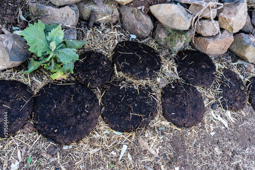 Cow dung on the road from Gondar to the Simien mountains, Ethiopia, Africa photo