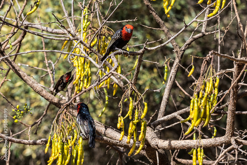 Red bird in the Northern Stelae Park of Axum, Ethiopia photo