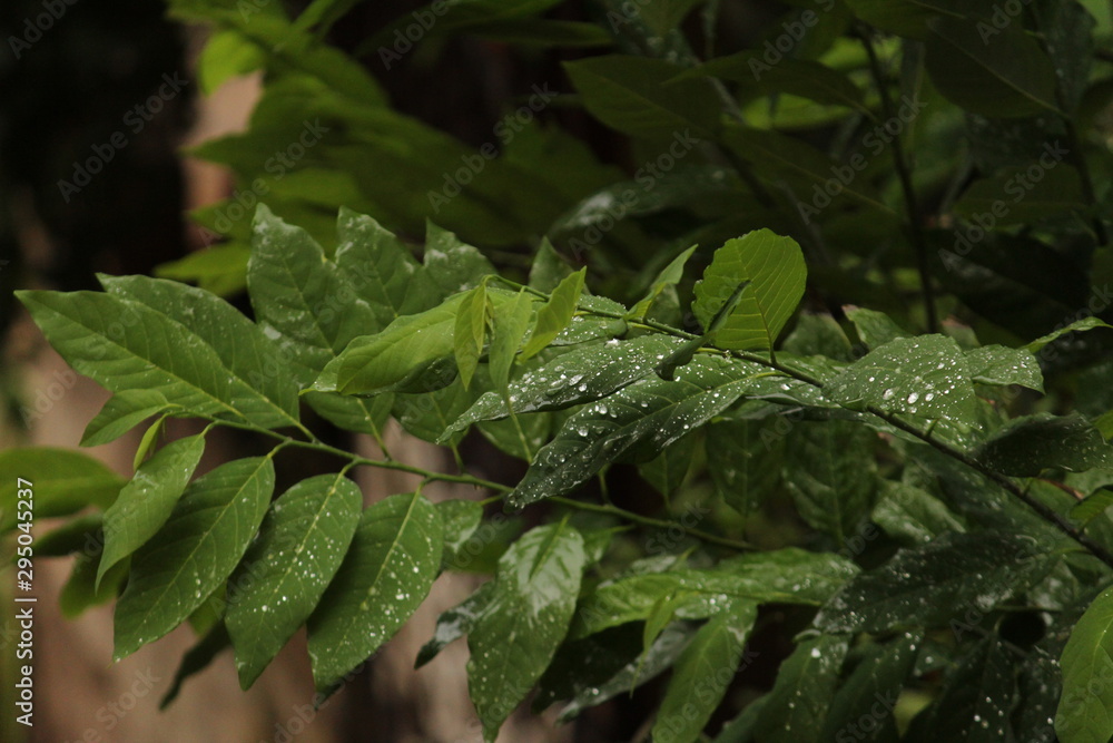 rain drops in the green leafs with dark background