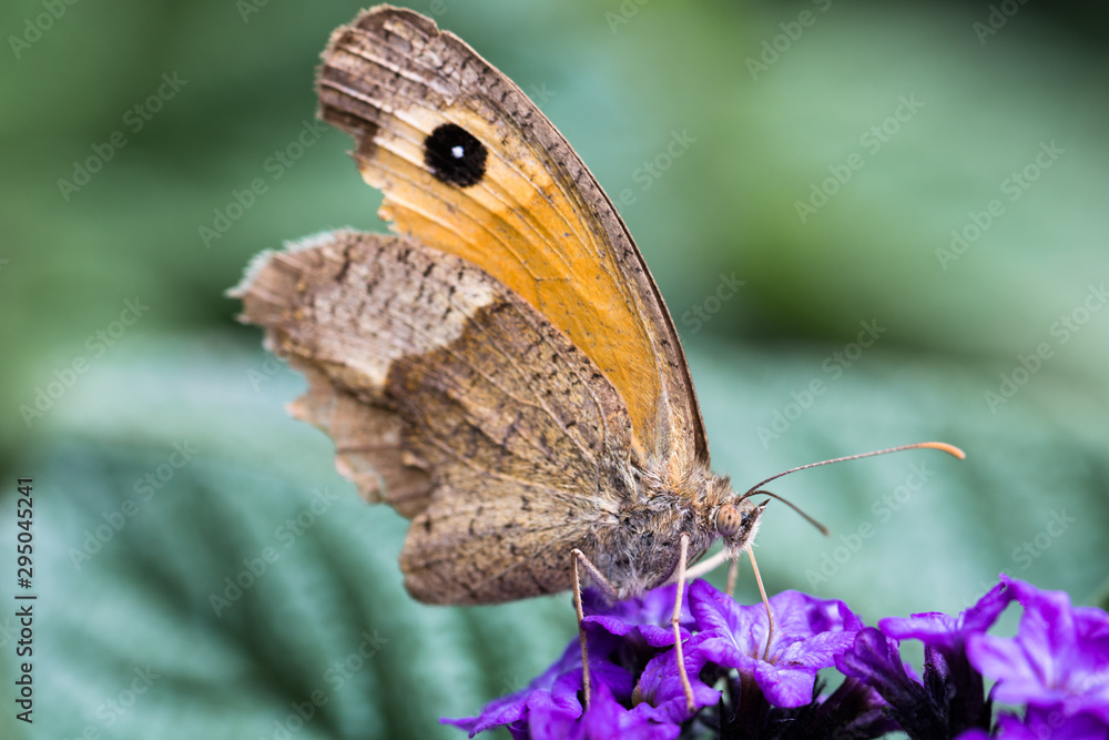 Fototapeta premium Papillon
