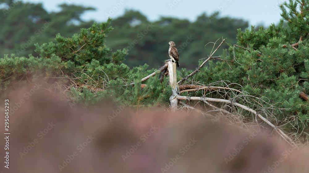Buzzard perched on top of pine. Buzzard perched on top of pine.
