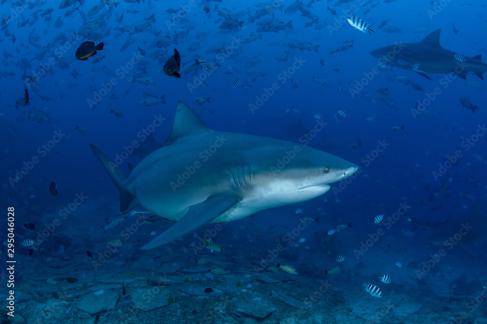 Bull Shark, Carcharhinus leucas in deep blue ocean Bull Shark, Carcharhinus leucas in deep blue ocean