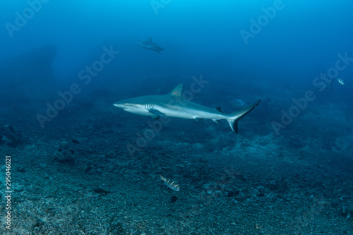 The Silvertip Shark, Carcharhinus albimarginatus © Krzysztof Bargiel