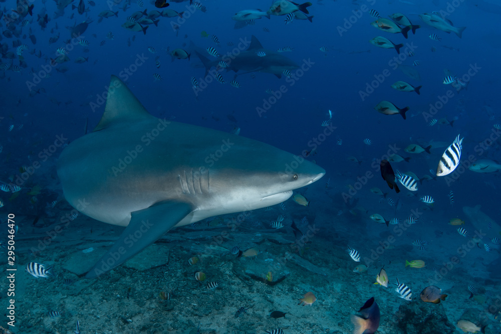 Fototapeta premium Bull Shark, Carcharhinus leucas in deep blue ocean
