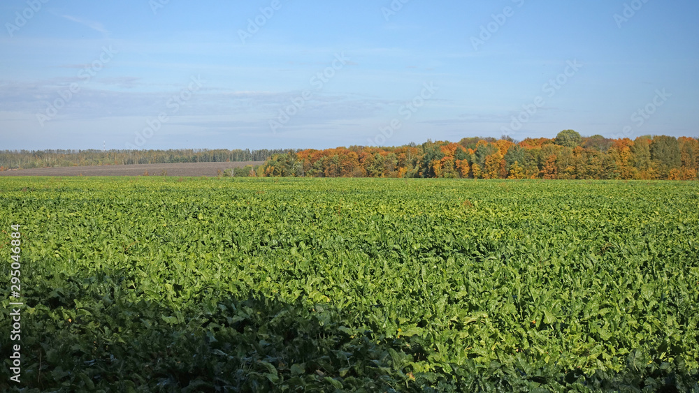 A field with growing sugar beets.