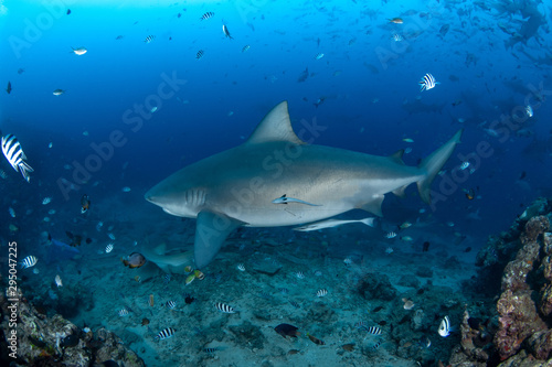 Bull Shark, Carcharhinus leucas in deep blue ocean
