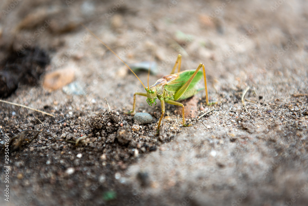 Meadow grasshopper on ground. Meadow grasshopper on ground.
