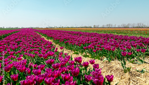 Wallpaper Mural Tulpenfeld Torontodigital.ca