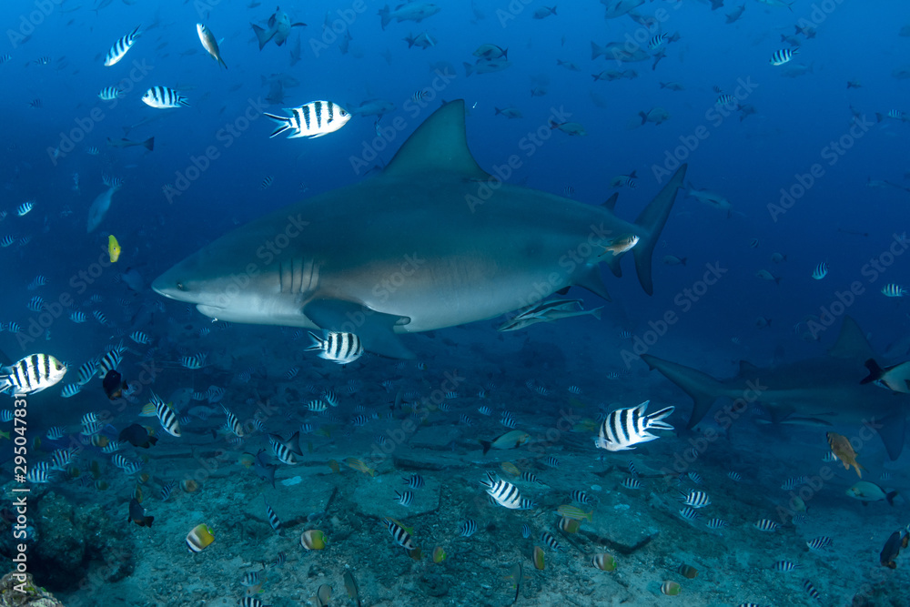 Bull Shark, Carcharhinus leucas in deep blue ocean Bull Shark, Carcharhinus leucas in deep blue ocean
