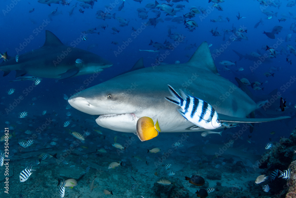 Fototapeta premium Bull Shark, Carcharhinus leucas in deep blue ocean