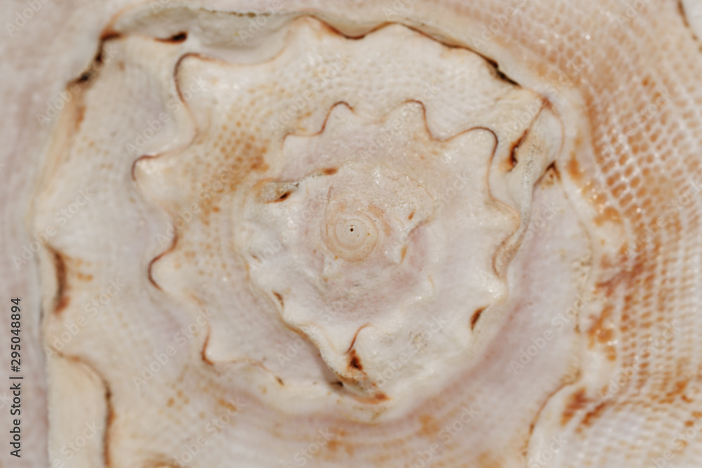Texture of a white seashell close-up, sea shell macro Texture of a white seashell close-up, sea shell macro