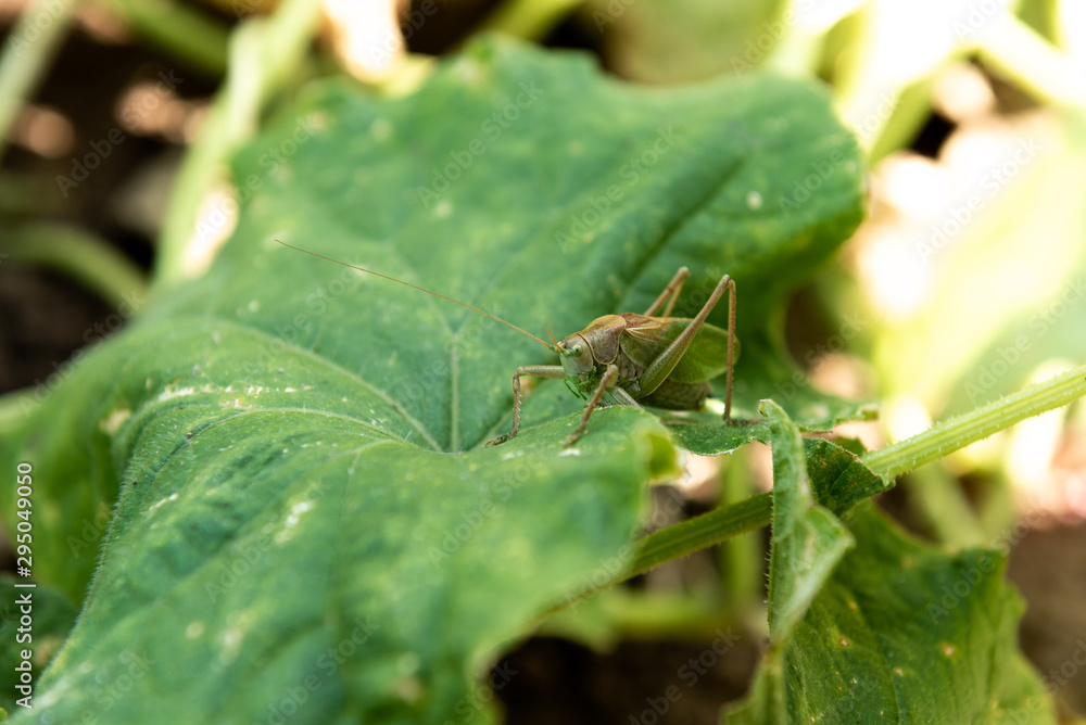 Meadow grasshopper in the grass.