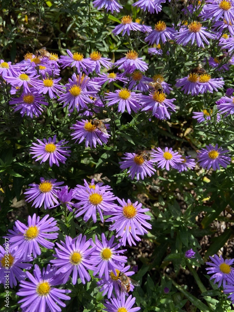 Bienen auf Nektarsuche