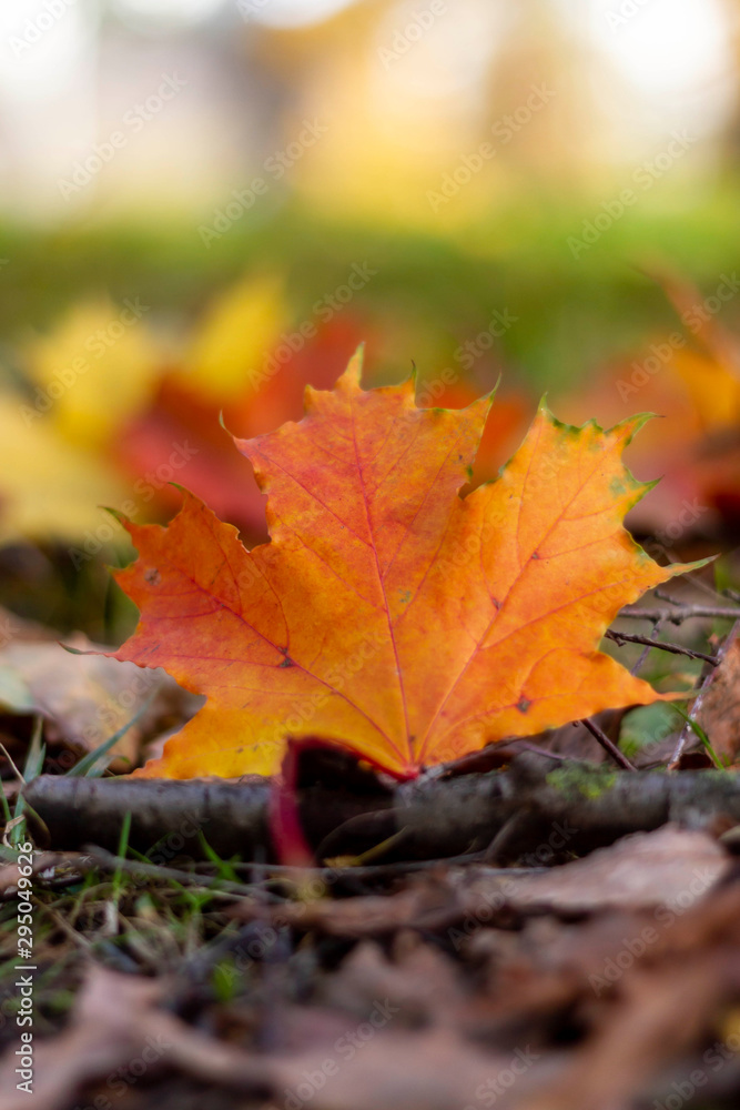 red autumn leaves red autumn leaves