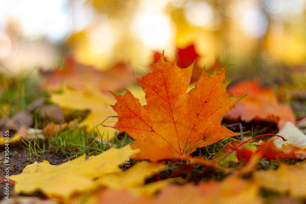 autumn, fall, tree, nature, park, trees, leaves