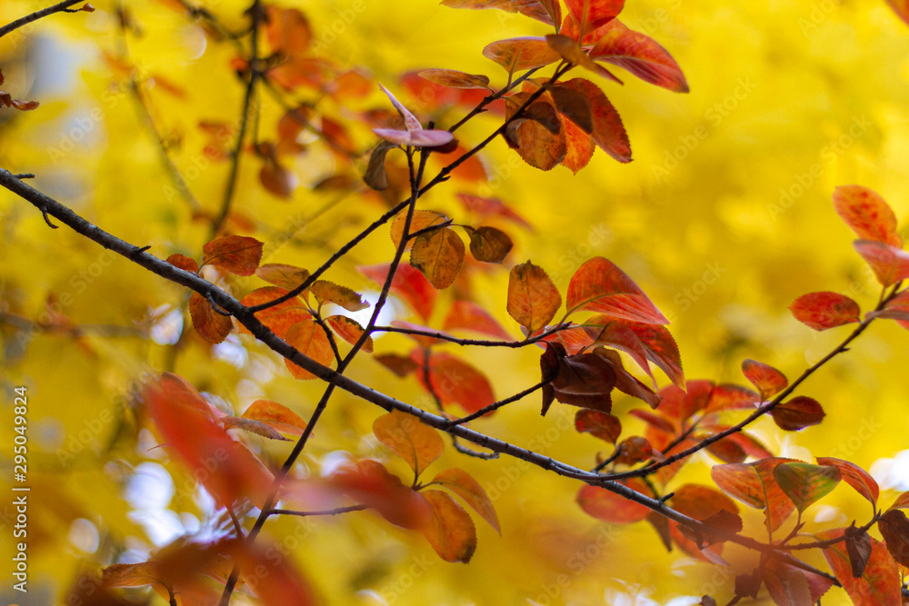 autumn, fall, tree, nature, park, trees, leaves autumn, fall, tree, nature, park, trees, leaves