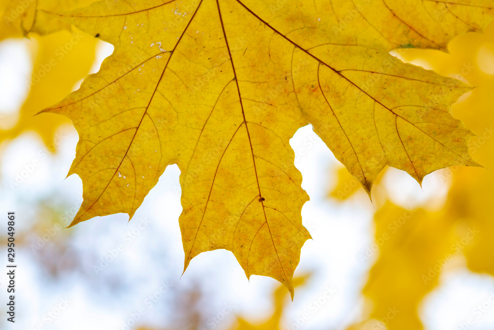 Fototapeta premium autumn, fall, tree, nature, park, trees, leaves