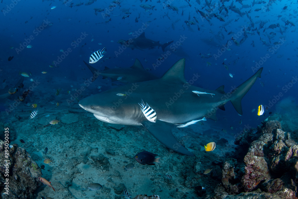 Obraz premium Bull Shark, Carcharhinus leucas in deep blue ocean