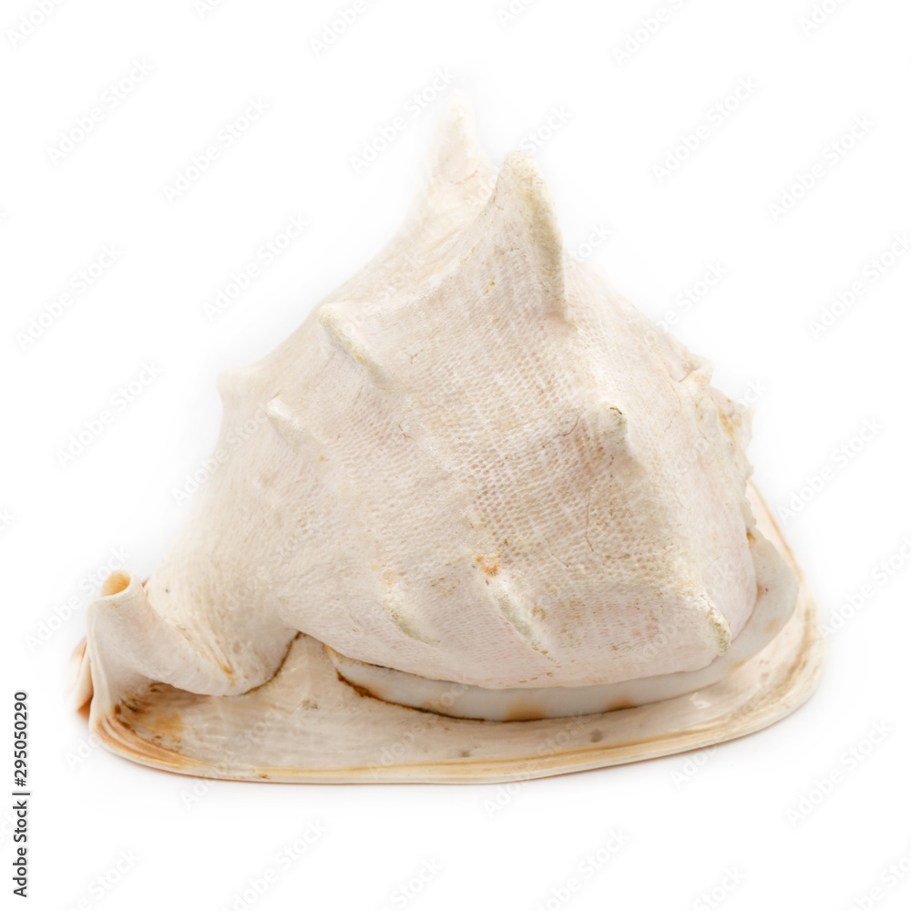 Big seashell isolated on white background. huge sea shell