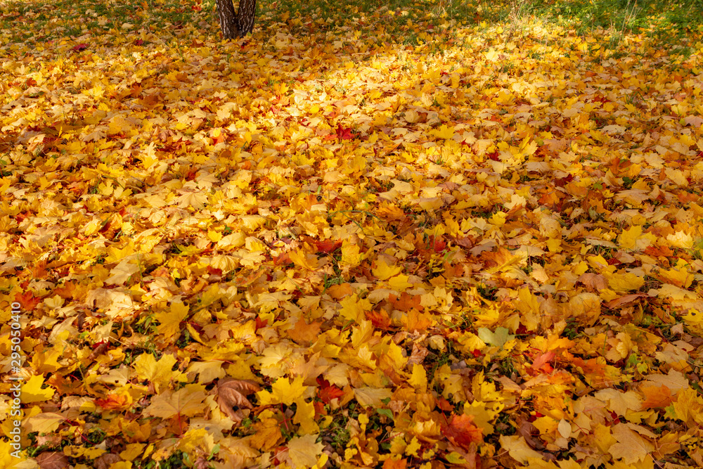 autumn, leaf, fall, maple, leaves, nature autumn, leaf, fall, maple, leaves, nature