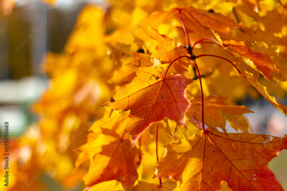 Obraz premium autumn, leaf, fall, maple, leaves, nature