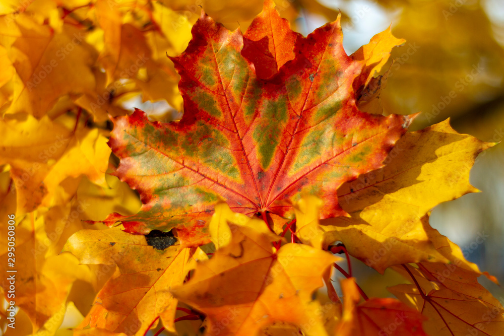 autumn, leaf, fall, maple, leaves, nature autumn, leaf, fall, maple, leaves, nature