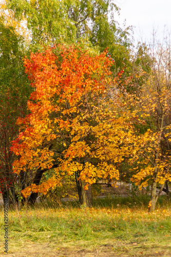 autumn, leaf, fall, maple, leaves, nature