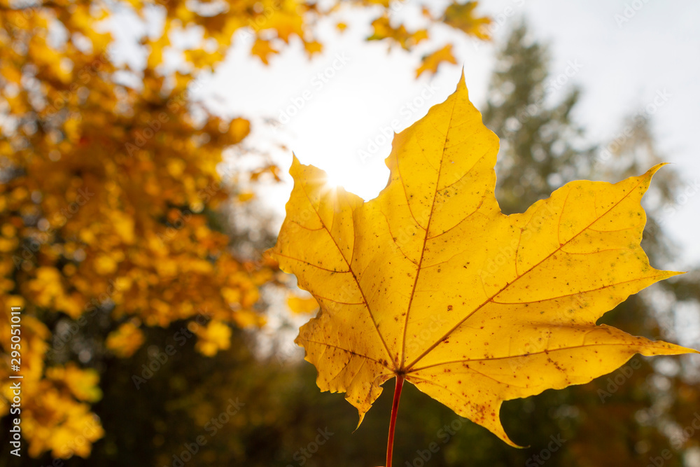 Fototapeta premium autumn, leaf, fall, maple, leaves, nature