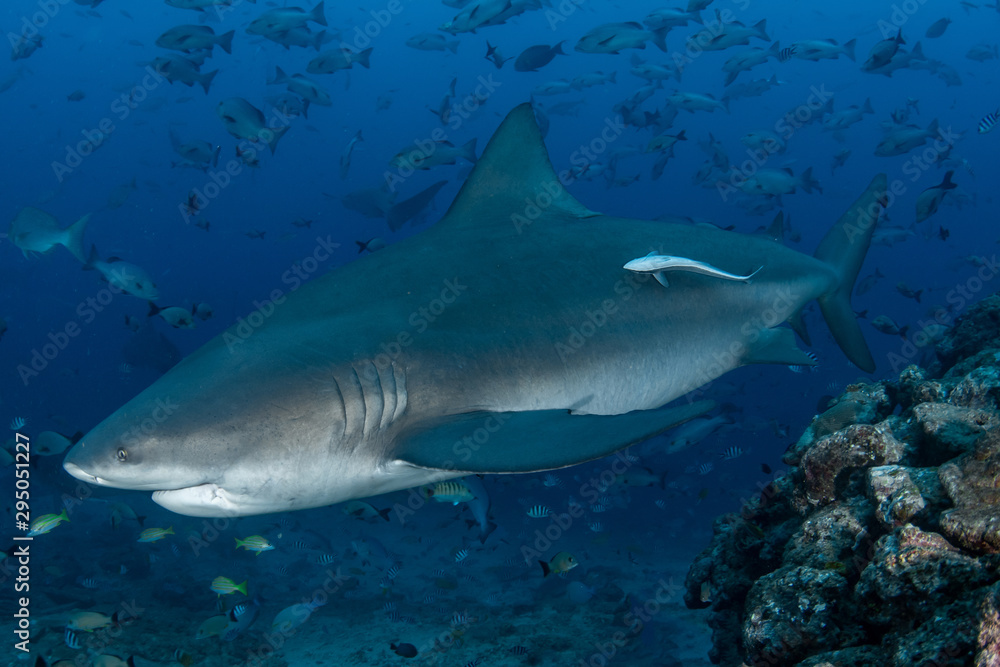 Obraz premium Bull Shark, Carcharhinus leucas in deep blue ocean