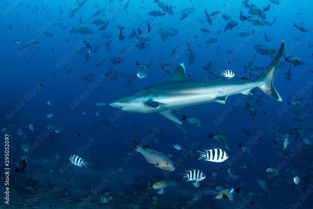 Fototapeta premium The Silvertip Shark, Carcharhinus albimarginatus