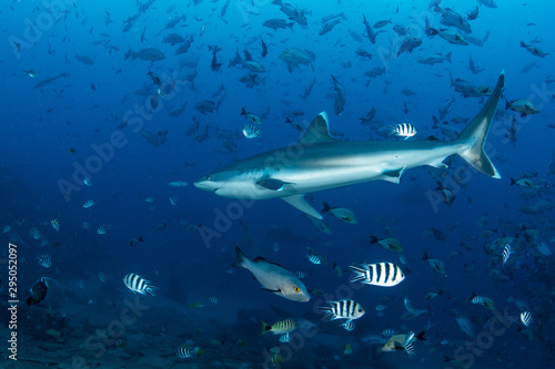 The Silvertip Shark, Carcharhinus albimarginatus