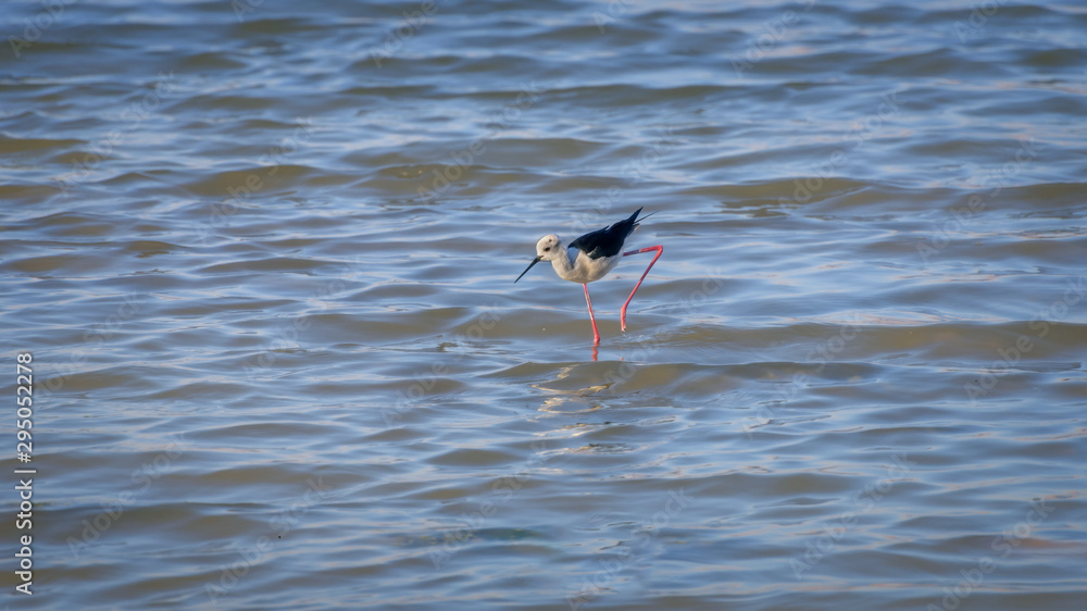 Black-winged stilt, himantopus himantopus, a long-legged wader in the lake. Bird watching in Israel Black-winged stilt, himantopus himantopus, a long-legged wader in the lake. Bird watching in Israel