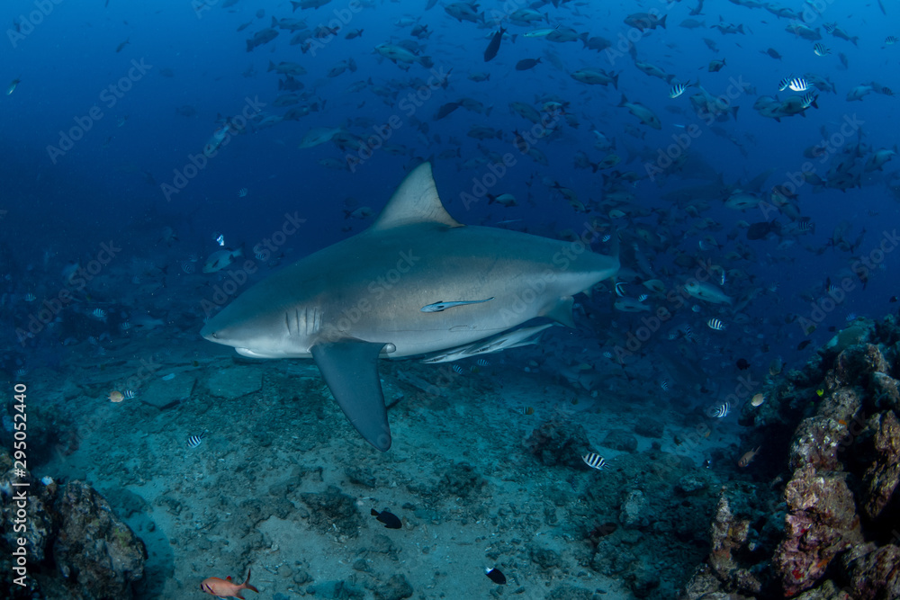 Fototapeta premium Bull Shark, Carcharhinus leucas in deep blue ocean
