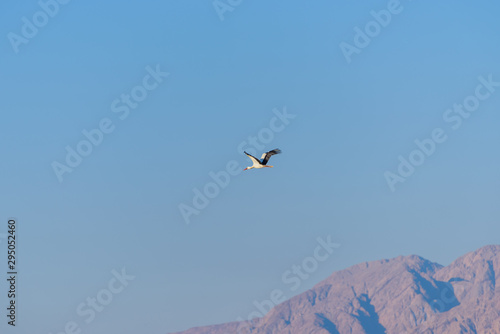 Minimalistic spring landscape with the flying stork in the blue sky. Bird watching in Eilat
